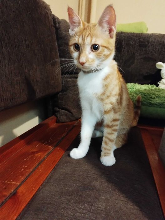 Подарявам женско коте