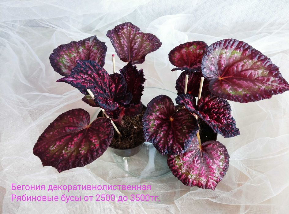 Комнатные растения