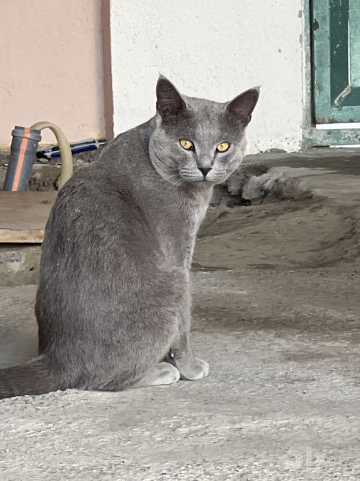 Кошка малчик британский скотиш фолд 100$