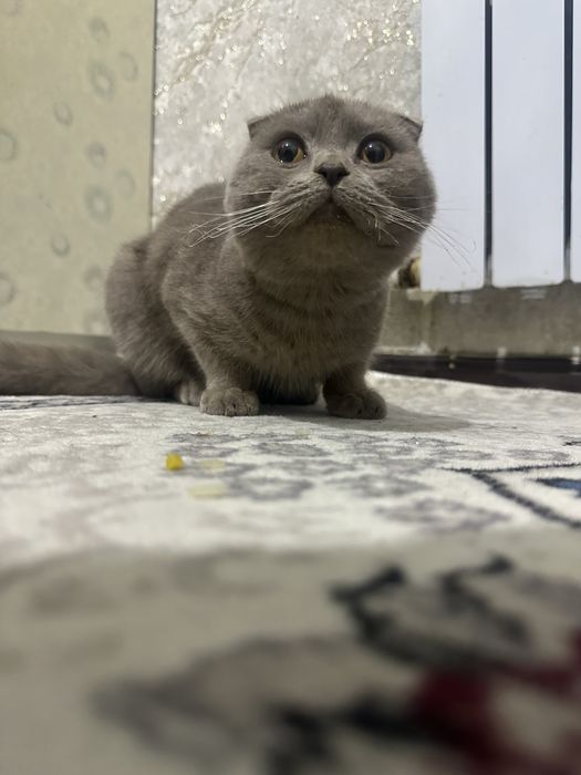 Arzon zotdor mushuk sotiladi