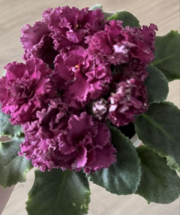 Фиалка ав-тайное желание