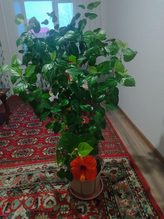 Гибискус-китайская роза.