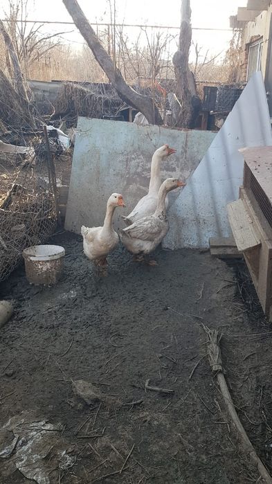 Продам гусей  цена 25000т за троих