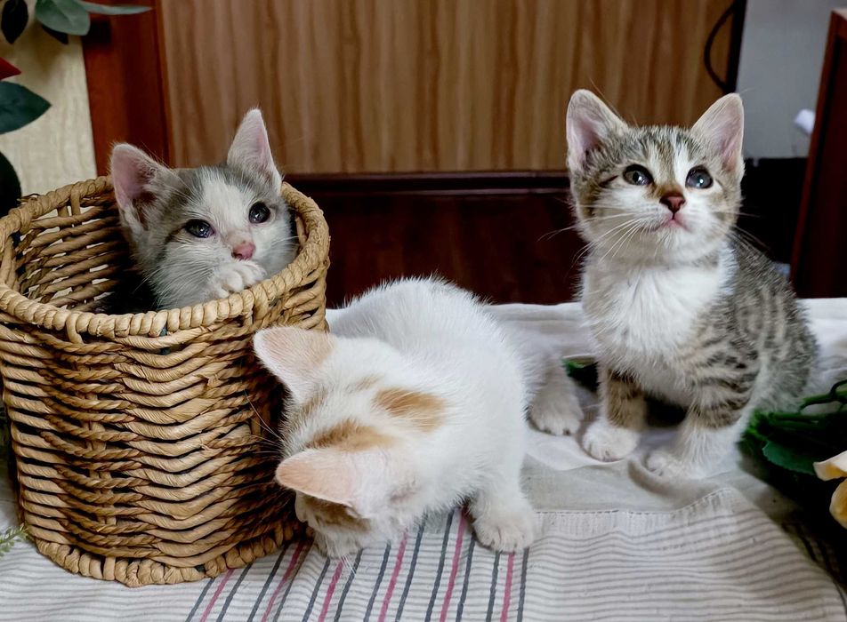 Котята в хорошие руки бесплатно