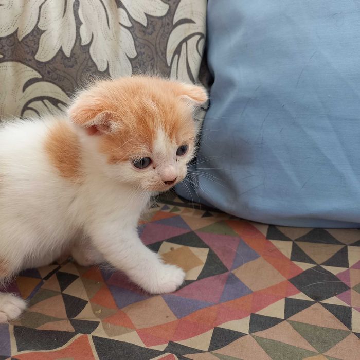 Продам британских вислоухих котят