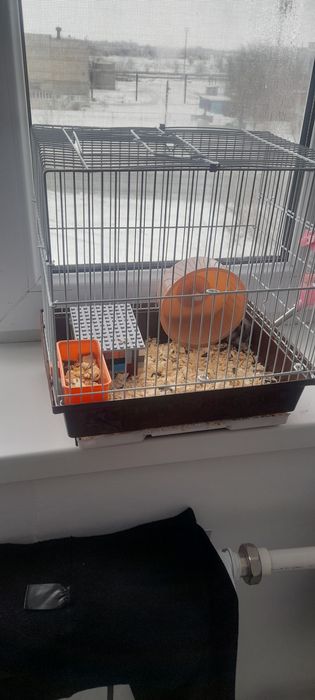 Хомяк джунгарски