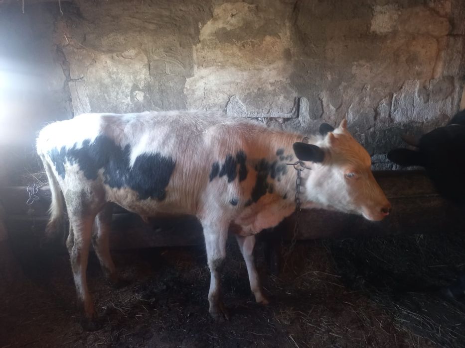 Продам телят подробности по телефону