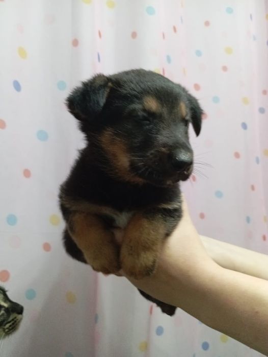 Продам щенков немецкой овчарки