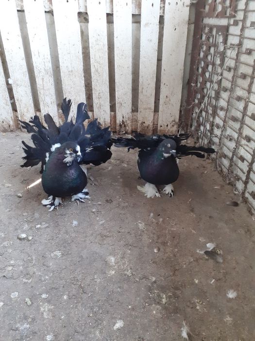 Porumbei ornament de vânzare în Găești