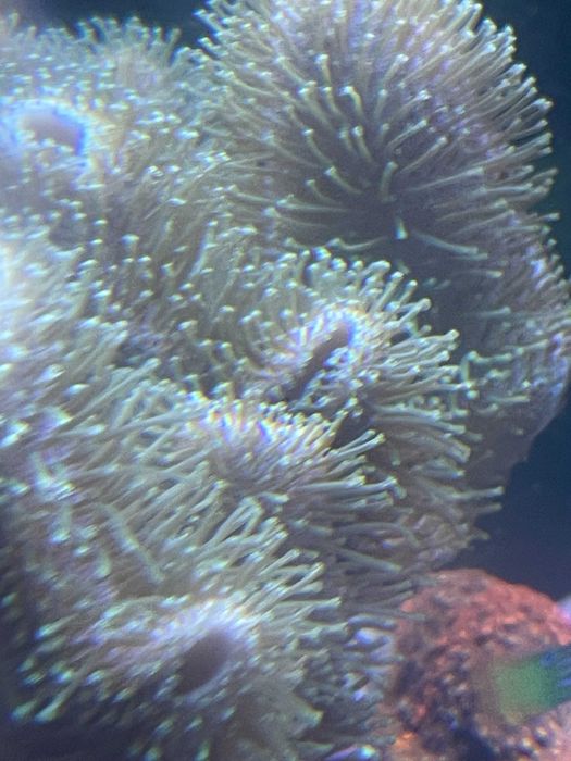 Pachet 5 corali acvariu incepator (cei mai usori)