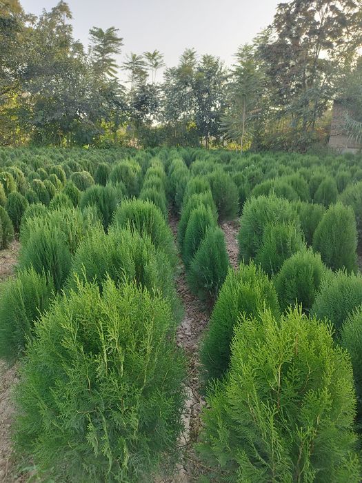 Tuya archadan zabor qlamz