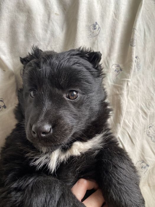 Отдам в добрые руки малышку