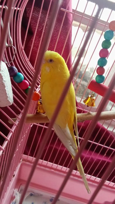 Продам попугая волнистого