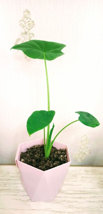 Цветый дёшово .разное.