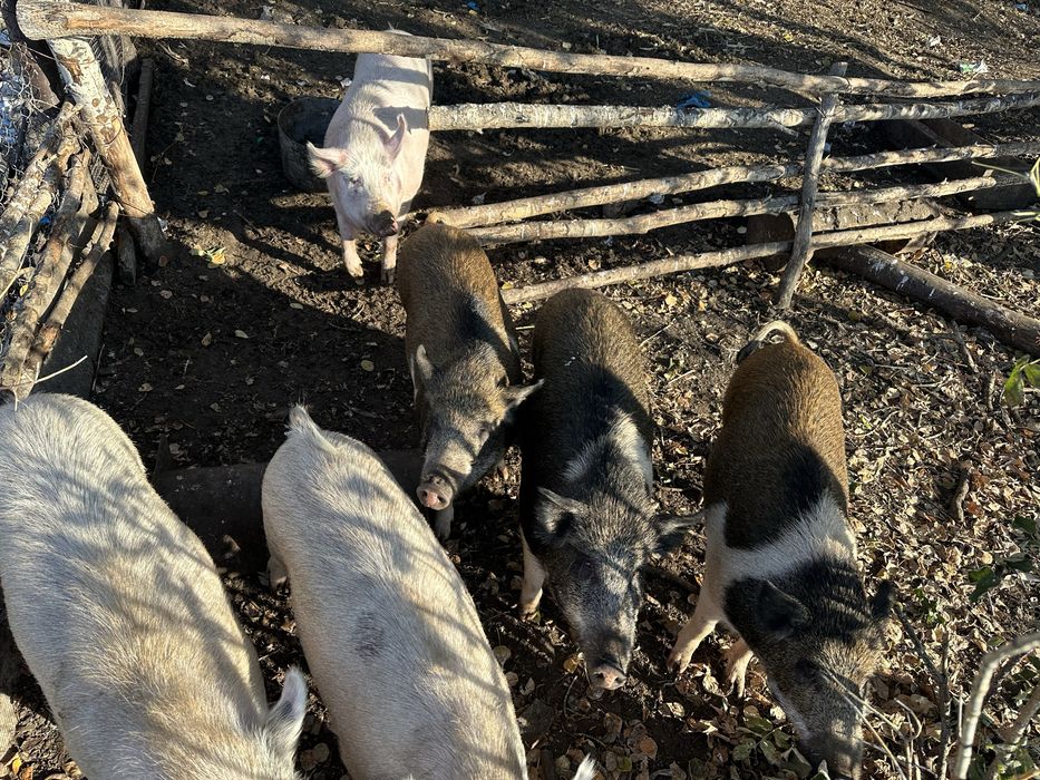 Поросята 9-10 месяцев