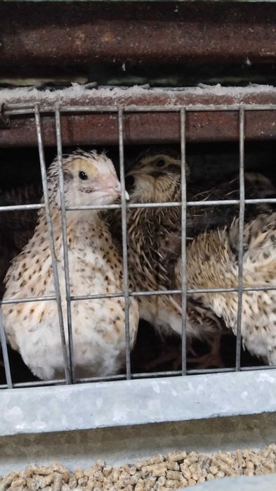 Инкубационое яйцо перепелиное