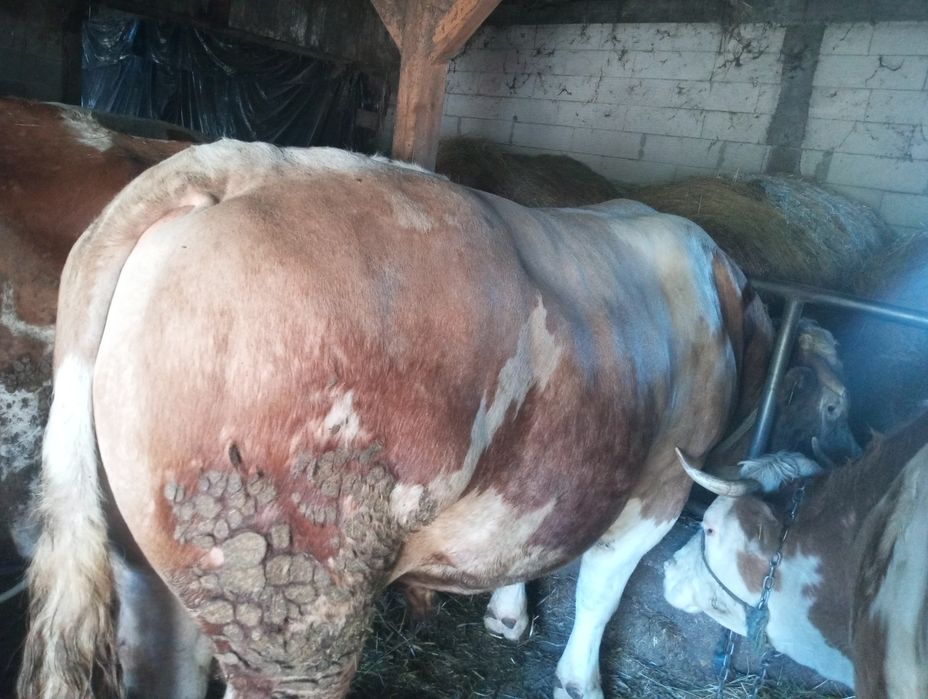 Taur+ jurinca+ vaca de vânzare