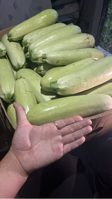 Продам кабачки с поля свежий сбор