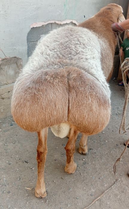 Продам кошкара гисара