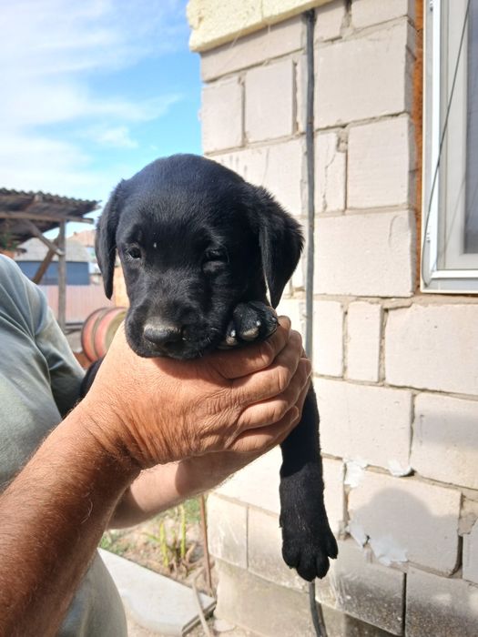 Donez  Catel labrador rettriever