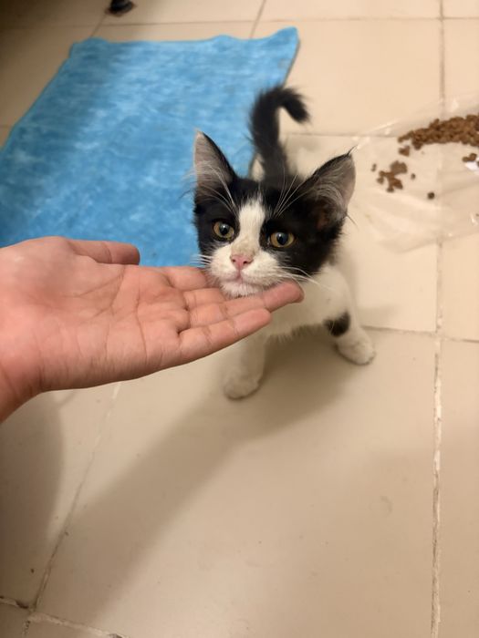Котенок мальчик.