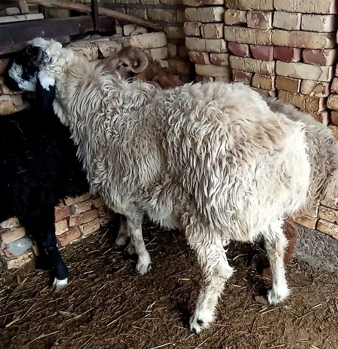 Коракулок кучкорлар сотилади