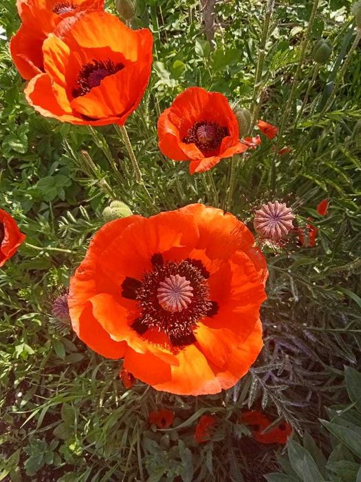 Продам дачу по 18 маршруту