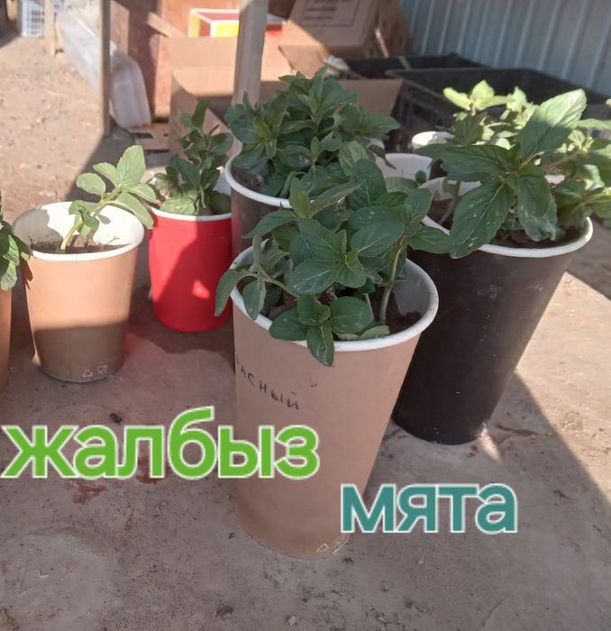 Местный қазақ көшеттер