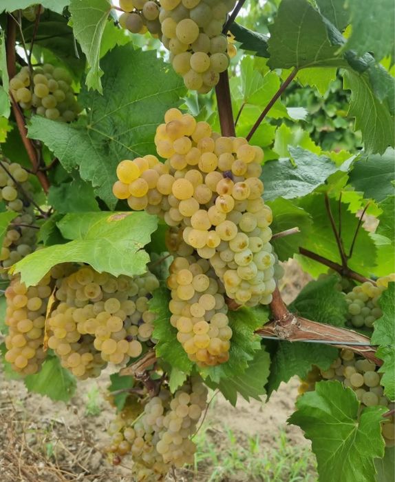 Vand struguri de vin