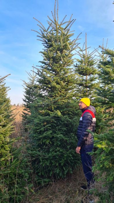 Brad verde si argintiu 4/5m