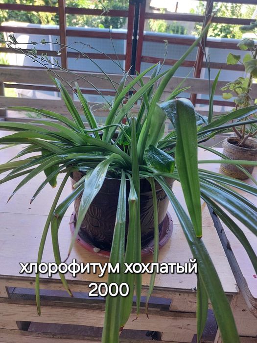 Пролам Комнатные цветы