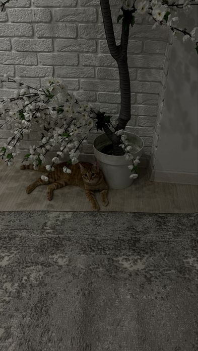 Пропал кот рыжий