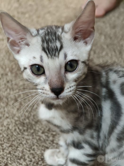 Бенгальский котенок