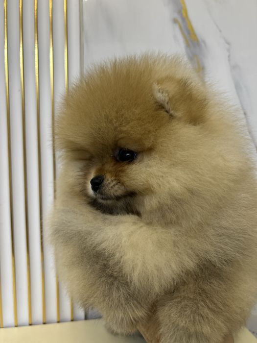 Померанский шпиц