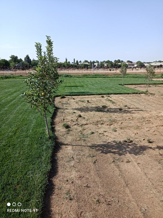 Газон рулониви  и семена газона