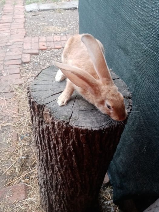 Vând iepuri hycoli francez!!