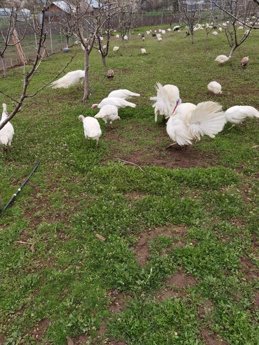 Pui de curcă albi  de țară de vânzare