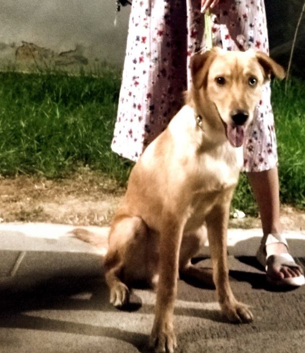 Отдам в хорошие руки