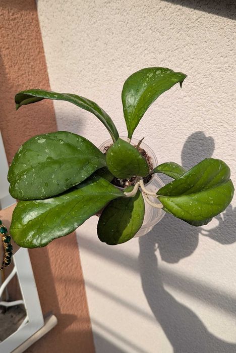 Hoya priktai( Russia)