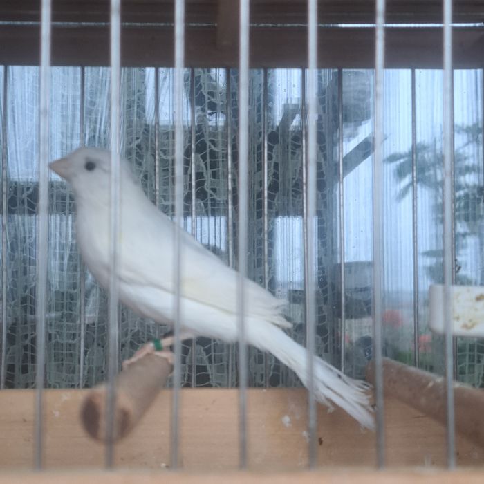 Vând canari slavujari 2025