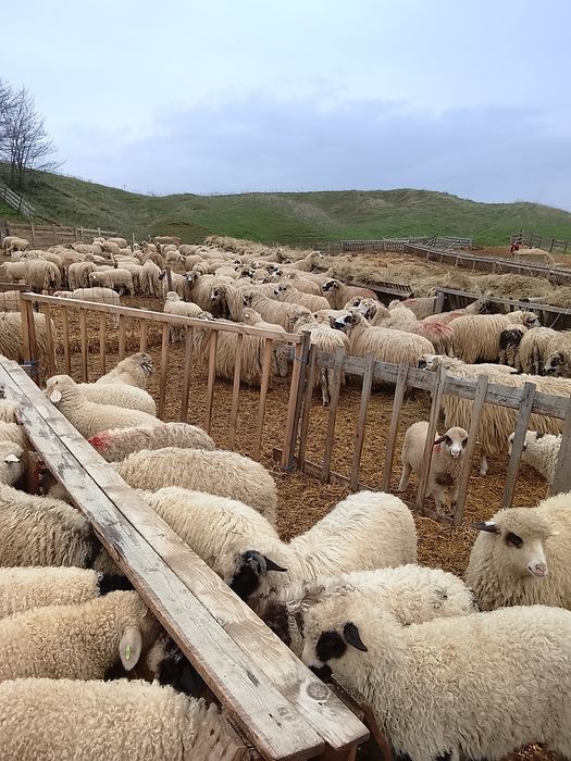 Vând 100 miei țurcani