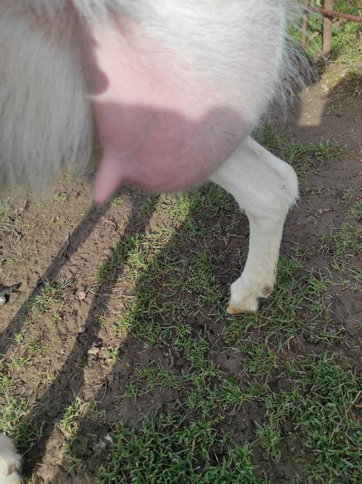 De vânzare o capră sannen