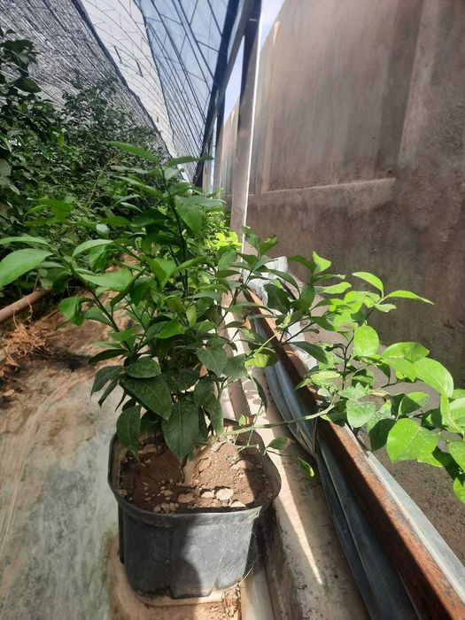 Саженцы лимон сорт МИЕР 1,5-2 года