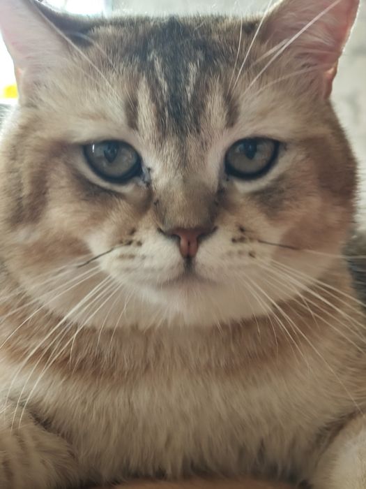 Предлагается кот золотая шиншилла для вязки.