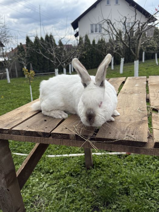 Vând californian , uriaș belgian,rex mediu