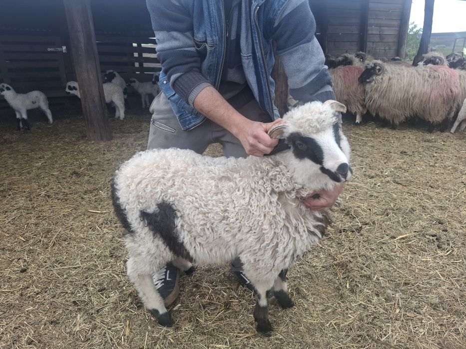 Berbecuț de sămânță brezd