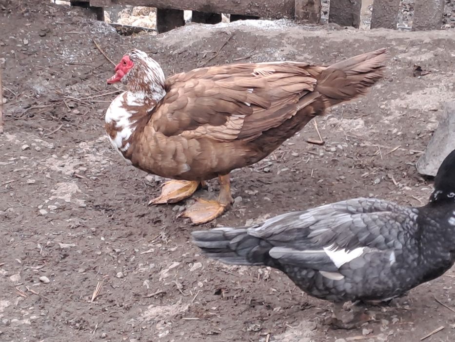 Vand ouă de rate mute