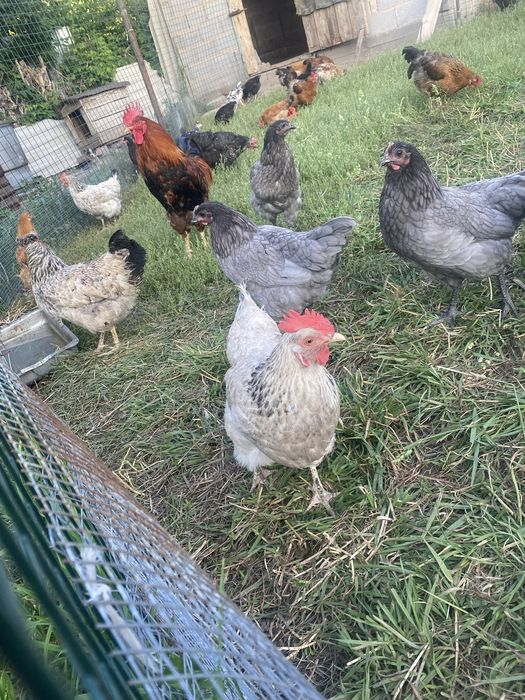 Продам хорошие куры