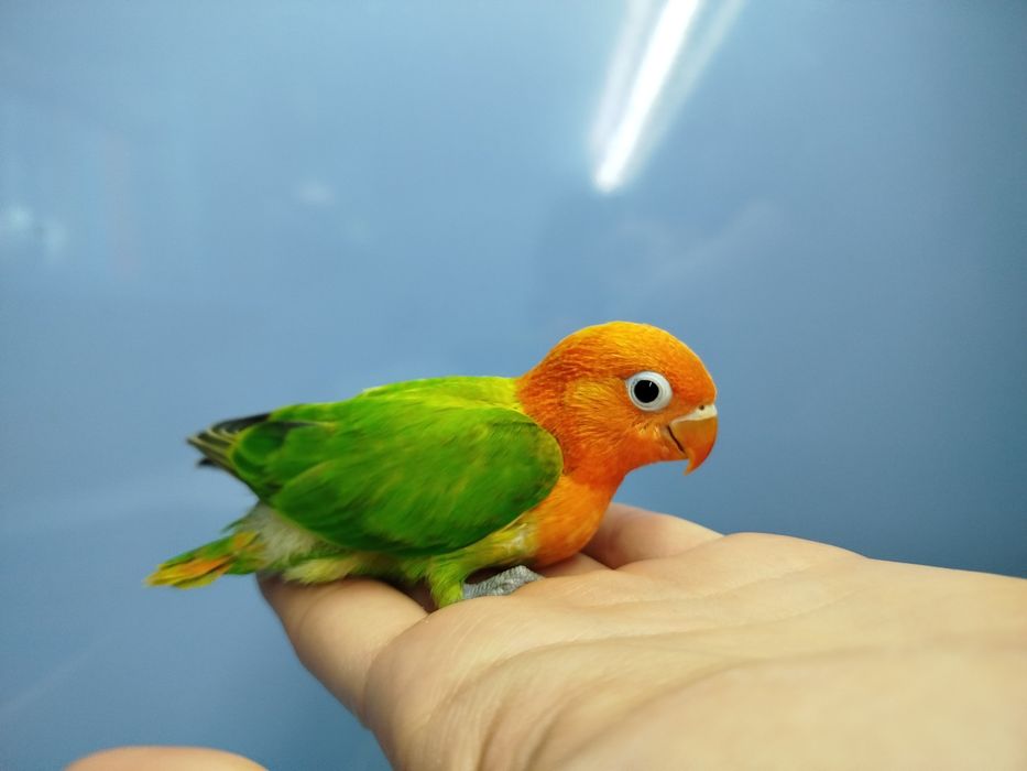 Ручной попугай неразллучник
