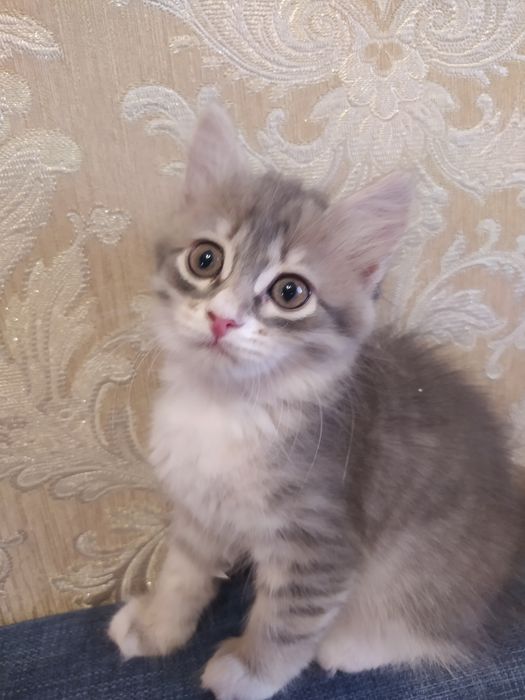 Домашние котята в добрые руки